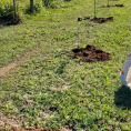 "Reforestando Justicia", Caazapá. 