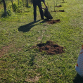 "Reforestando Justicia", Caazapá. 