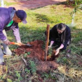 "Reforestando Justicia", Concepción.